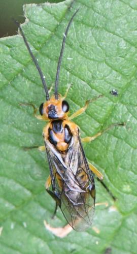 Euura tibialis